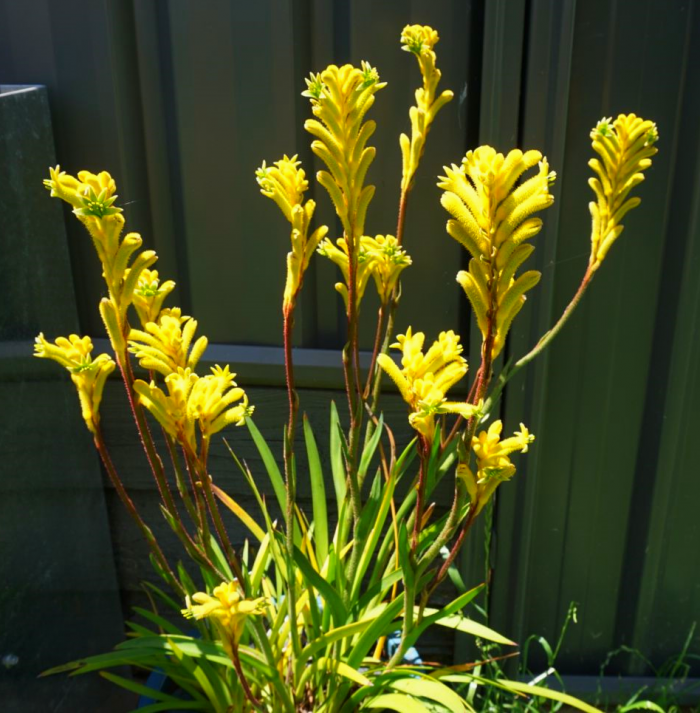 Golden Kangaroo Paw in Flower