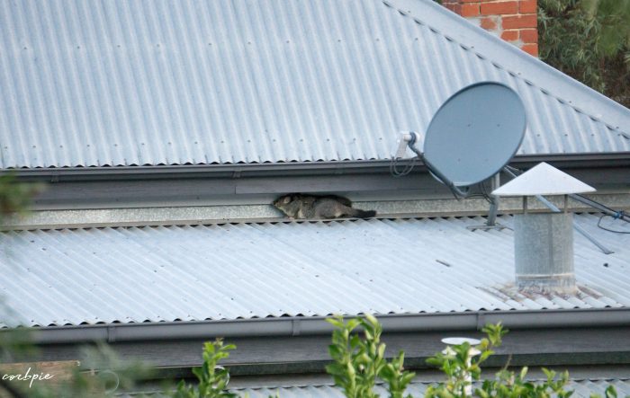 Brushtail possum and baby roof