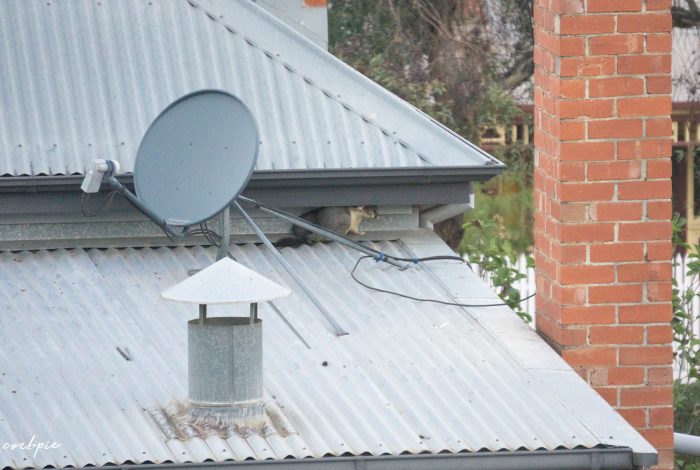 Brushtail possum and baby roof