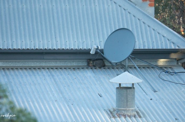 Brushtail possum and baby roof