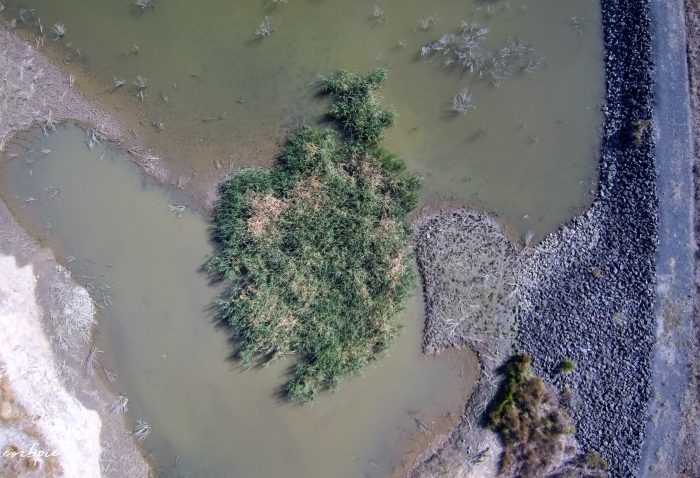 no 7 reservoir reeds