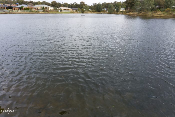 Forest Lake Kangaroo flat