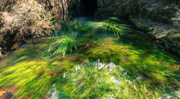 Lerderderg River tunnel growth