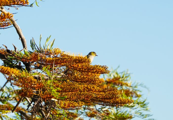 Silvereye small Australian bird Silvereye small Australian bird
