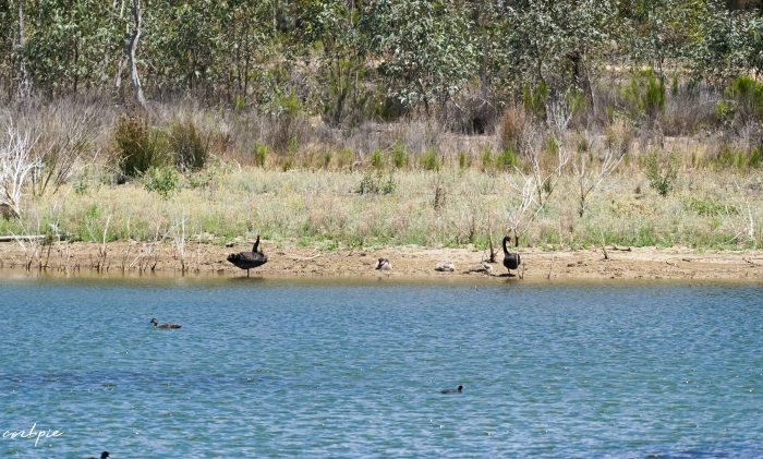 Black swan parents with cygnets Black swan parents with cygnets