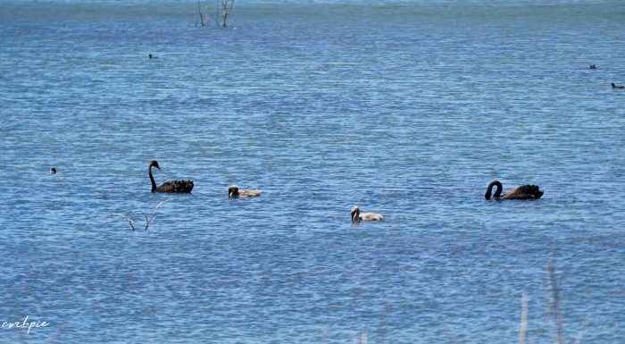 Black swan parents with cygnets in the water 1 Black swan parents with cygnets in the water 1