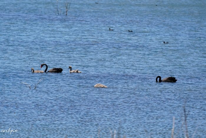 Black swan parents with cygnets in the water 2 Black swan parents with cygnets in the water 2