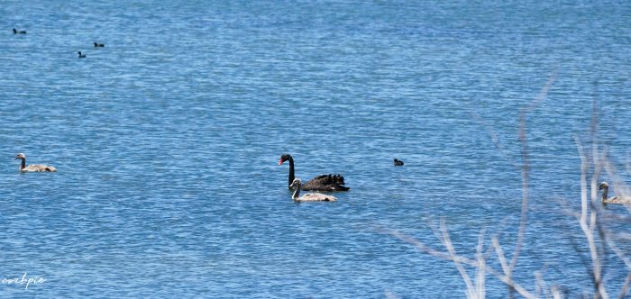 Black swan parents with cygnets in the water Black swan parents with cygnets in the water