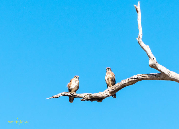2 Brown Falcons on branch