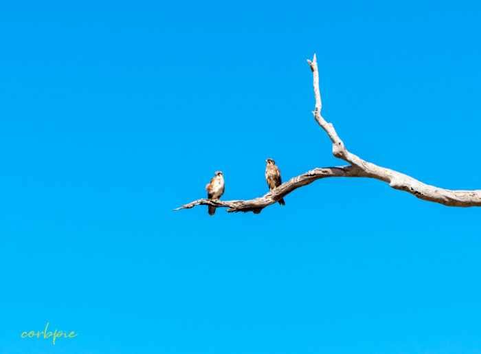 2 Brown Falcons on branch Victoria