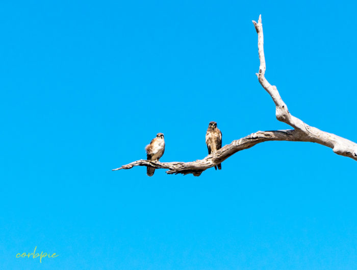 2 Brown Falcons on branch crop