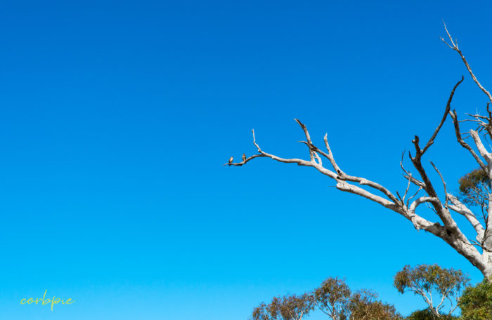 2 Brown Falcons on branch wide
