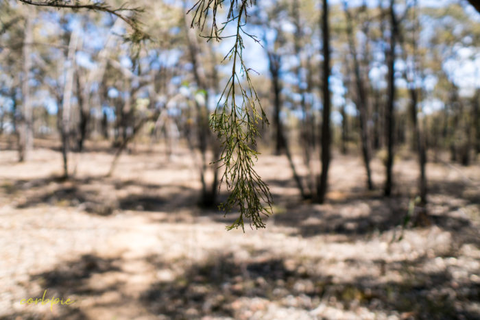 sigma 16mm sony a6500 example image 11