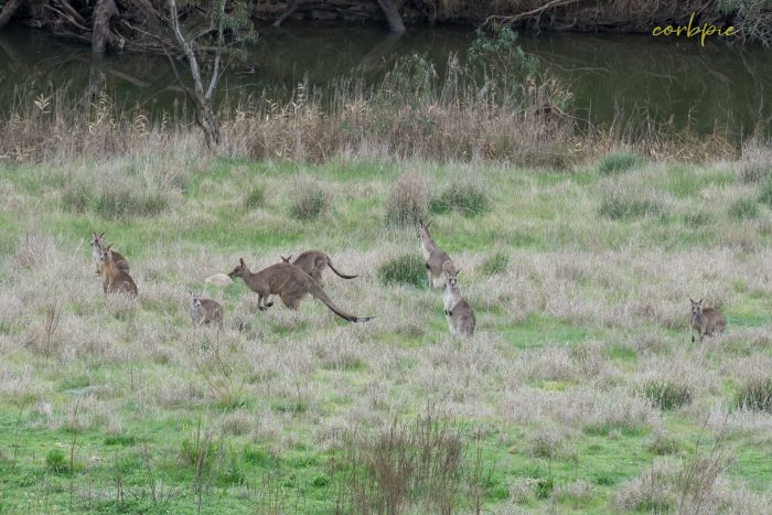 Kangaroo mob 10