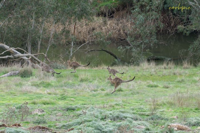 Kangaroo mob 11