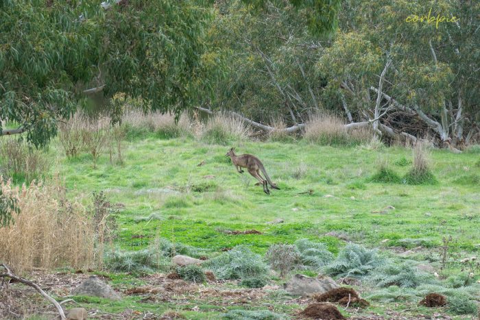 Kangaroo mob 12