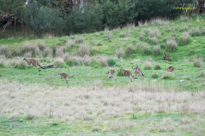 Kangaroo mob 2