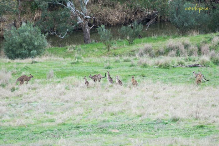 Kangaroo mob 4