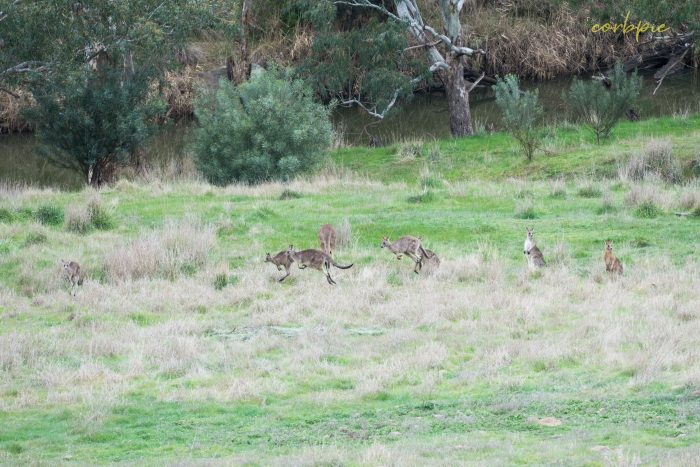 Kangaroo mob 5