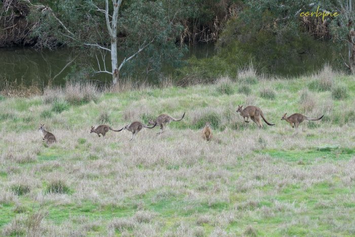 Kangaroo mob 7