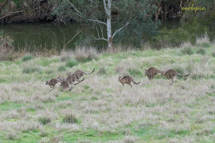 Kangaroo mob 8
