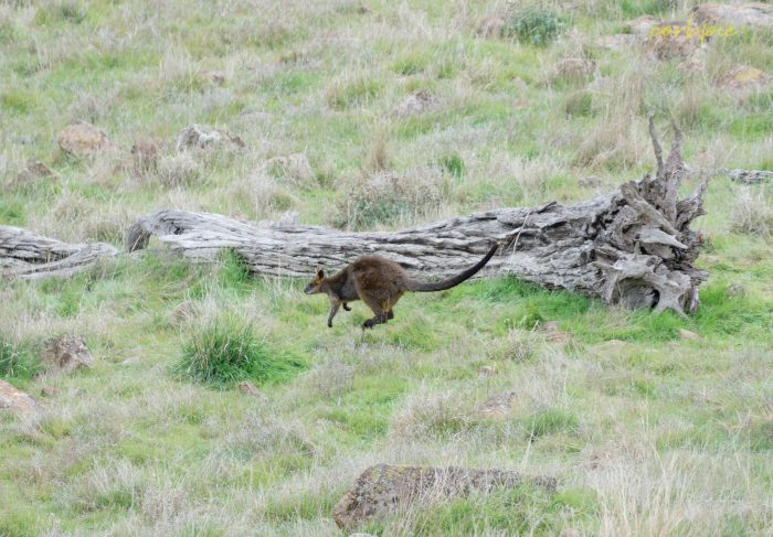 Swamp Wallaby 2