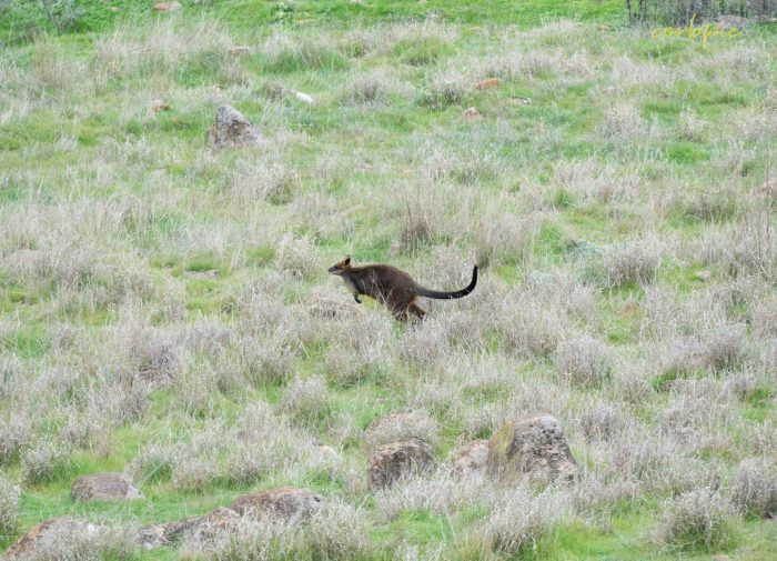 Swamp Wallaby 3