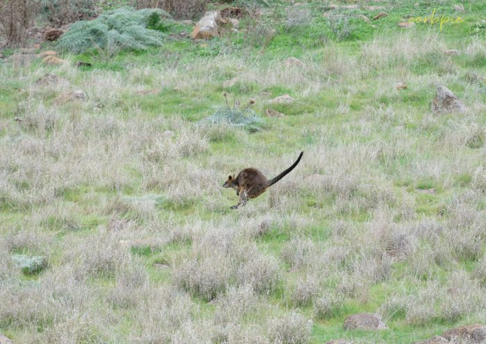 Swamp Wallaby 4