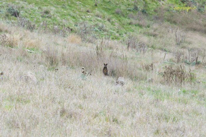 Swamp Wallaby hiding in grass 2