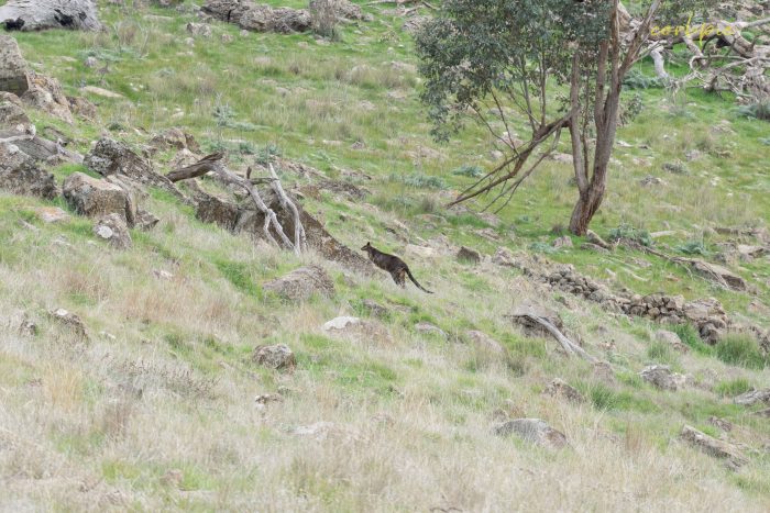Swamp Wallaby on the move 2