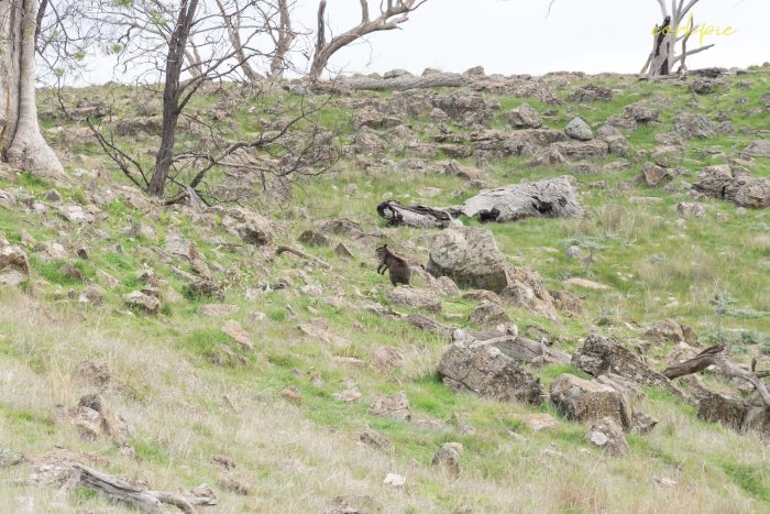 Swamp Wallaby on the move 3