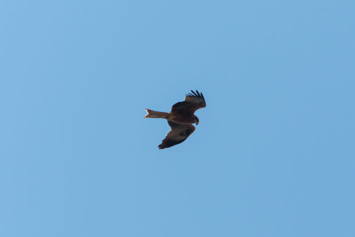 Brown Falcon Brown Falcon in flight