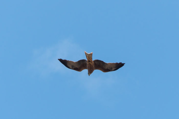 Brown Falcon Brown Falcon in flight
