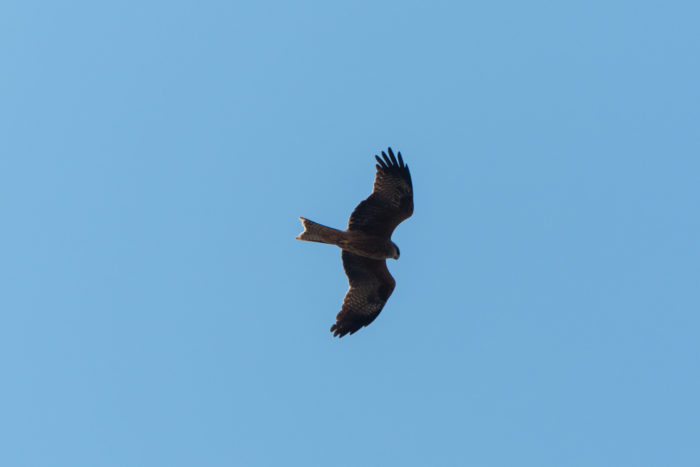 Brown Falcon Brown Falcon in flight