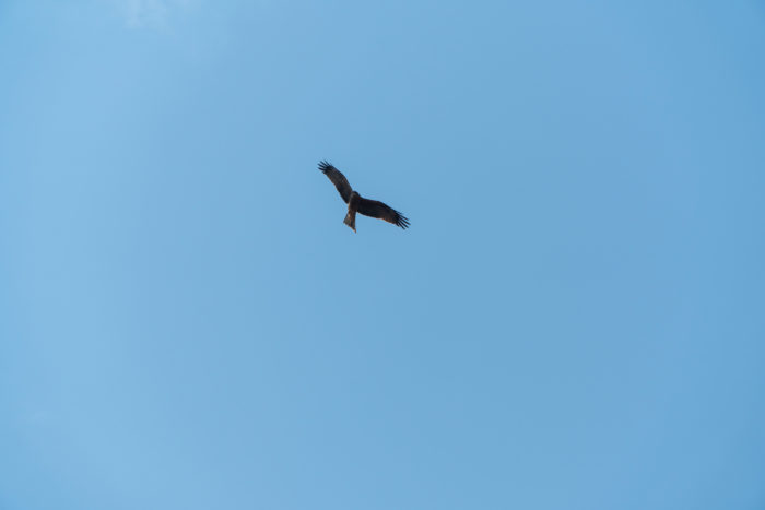 Brown Falcon Brown Falcon in flight