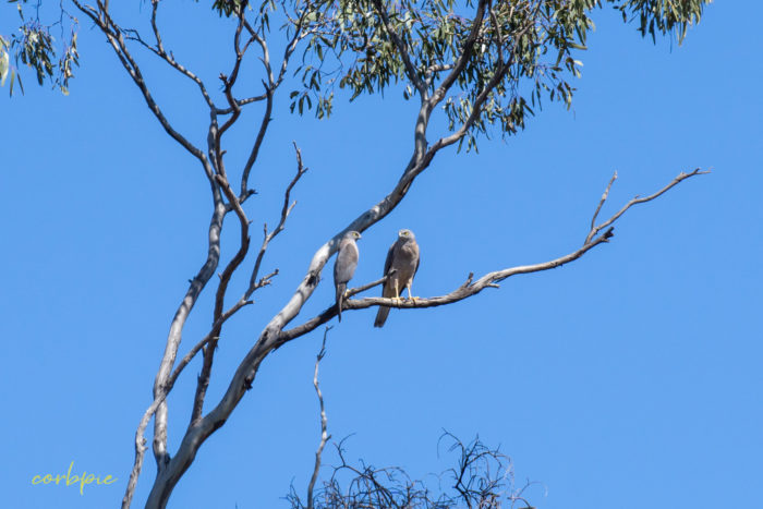 Collared Sparrowhawk pair Collared Sparrowhawk 1