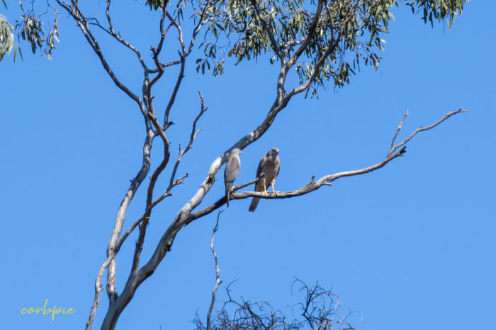 Collared Sparrowhawk 4 Collared Sparrowhawk 4