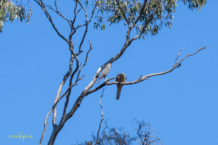 Collared Sparrowhawk 6 Collared Sparrowhawk 6