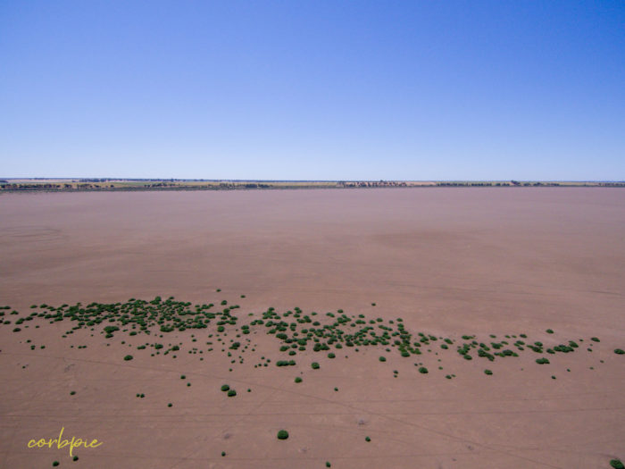 Dried Lake Cooper