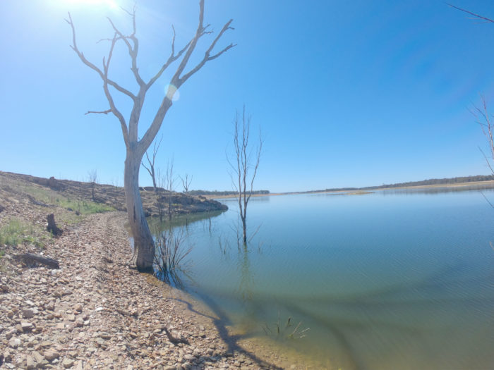 Lake Eppalock tree