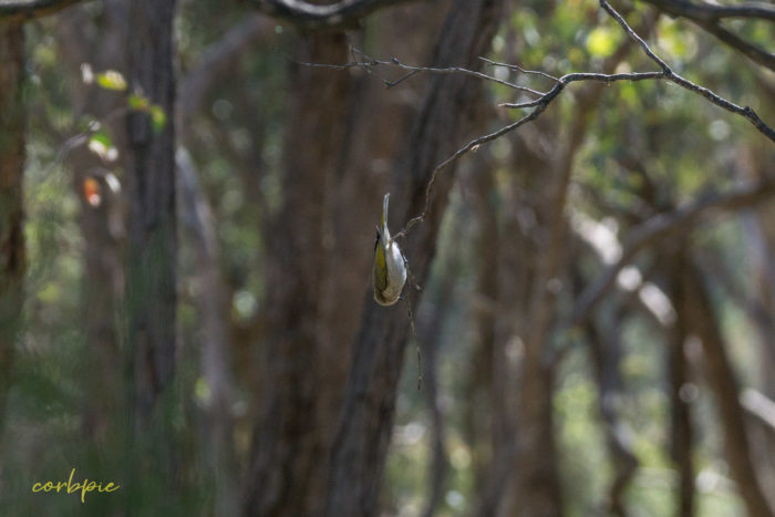 Yellow plumed Honeyeater 1 Yellow plumed Honeyeater 1