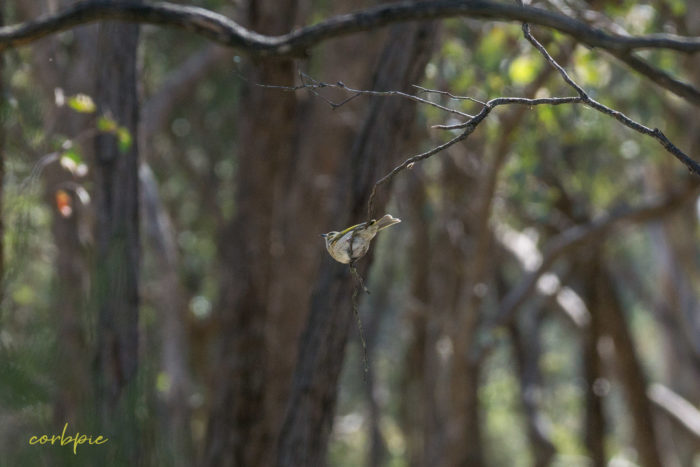 Yellow plumed Honeyeater Yellow plumed Honeyeater 2