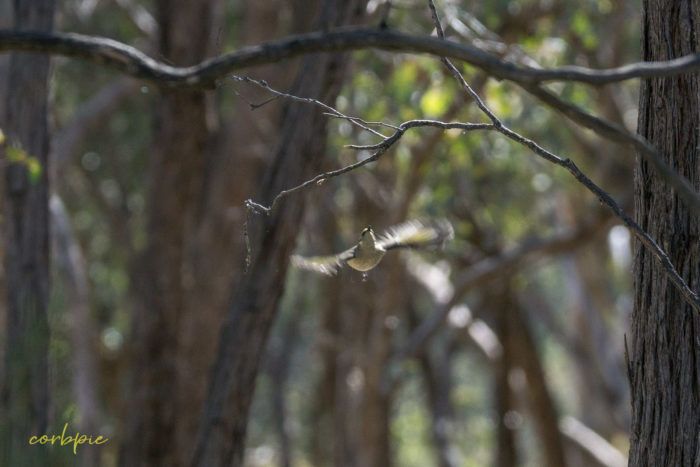 Yellow plumed Honeyeater 3 Yellow plumed Honeyeater 3