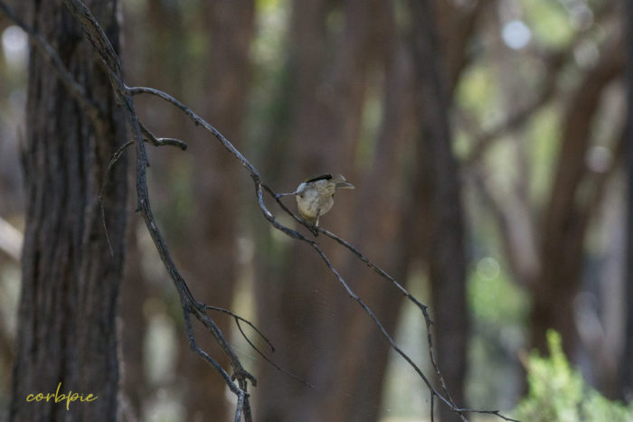 Yellow plumed Honeyeater 4 Yellow plumed Honeyeater 4
