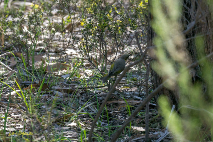 Yellow plumed Honeyeater 5 Yellow plumed Honeyeater 5