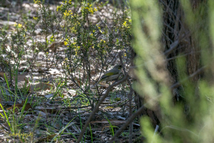 Yellow plumed Honeyeater 6 Yellow plumed Honeyeater 6