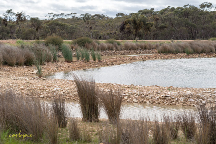 cockatoo hill reservoir 50mm 1