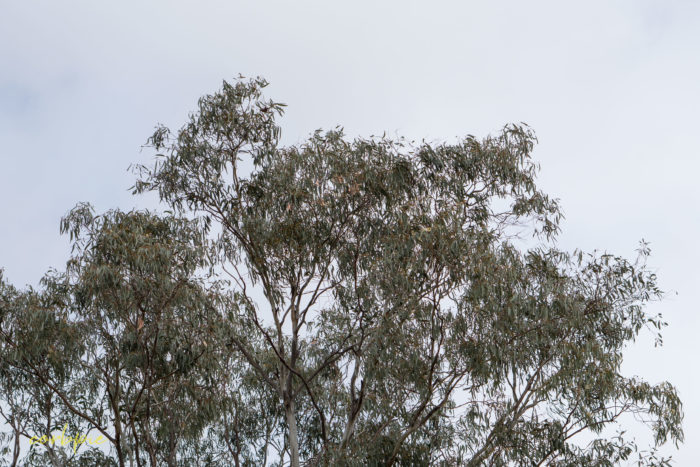 cockatoo hill reservoir 50mm 11