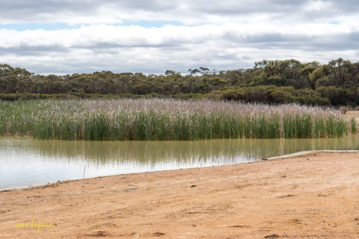 cockatoo hill reservoir 50mm 12
