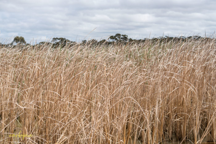 cockatoo hill reservoir 50mm 13